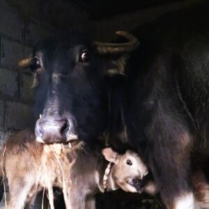 Hail Kali: On Milk, Myth, and Muscle Ache