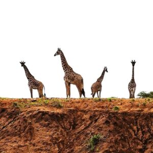 In the Path of Hooves and Hunger: East Africa in Motion